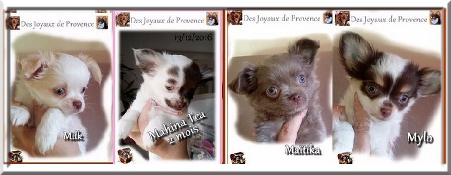 Des Joyaux De Provence - Chihuahua - Portée née le 11/10/2016
