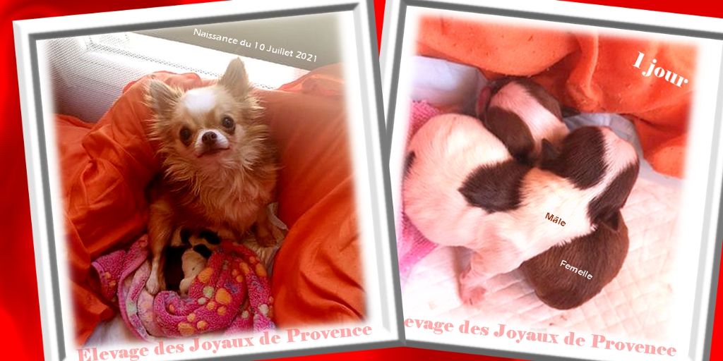 Des Joyaux De Provence - Chihuahua - Portée née le 10/07/2021