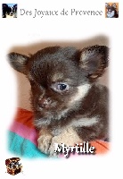 MYRTILLE  