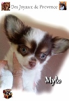 MYLO