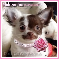 MAHINA-TEA