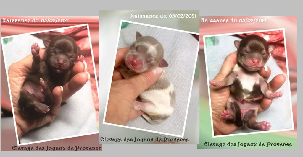 Des Joyaux De Provence - Chihuahua - Portée née le 05/02/2021