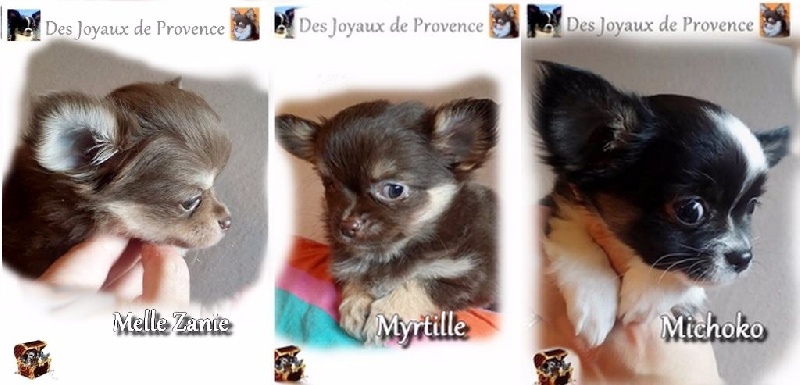 Des Joyaux De Provence - Chihuahua - Portée née le 12/10/2016